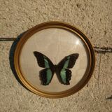 Butterfly round shape