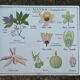 Rossignol educational poster "The coffee tree and the Cassava" vintage