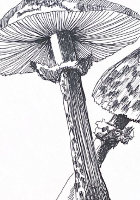 Illustration " Pick " A3