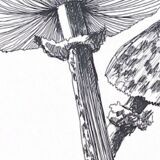 Illustration " Pick " A3