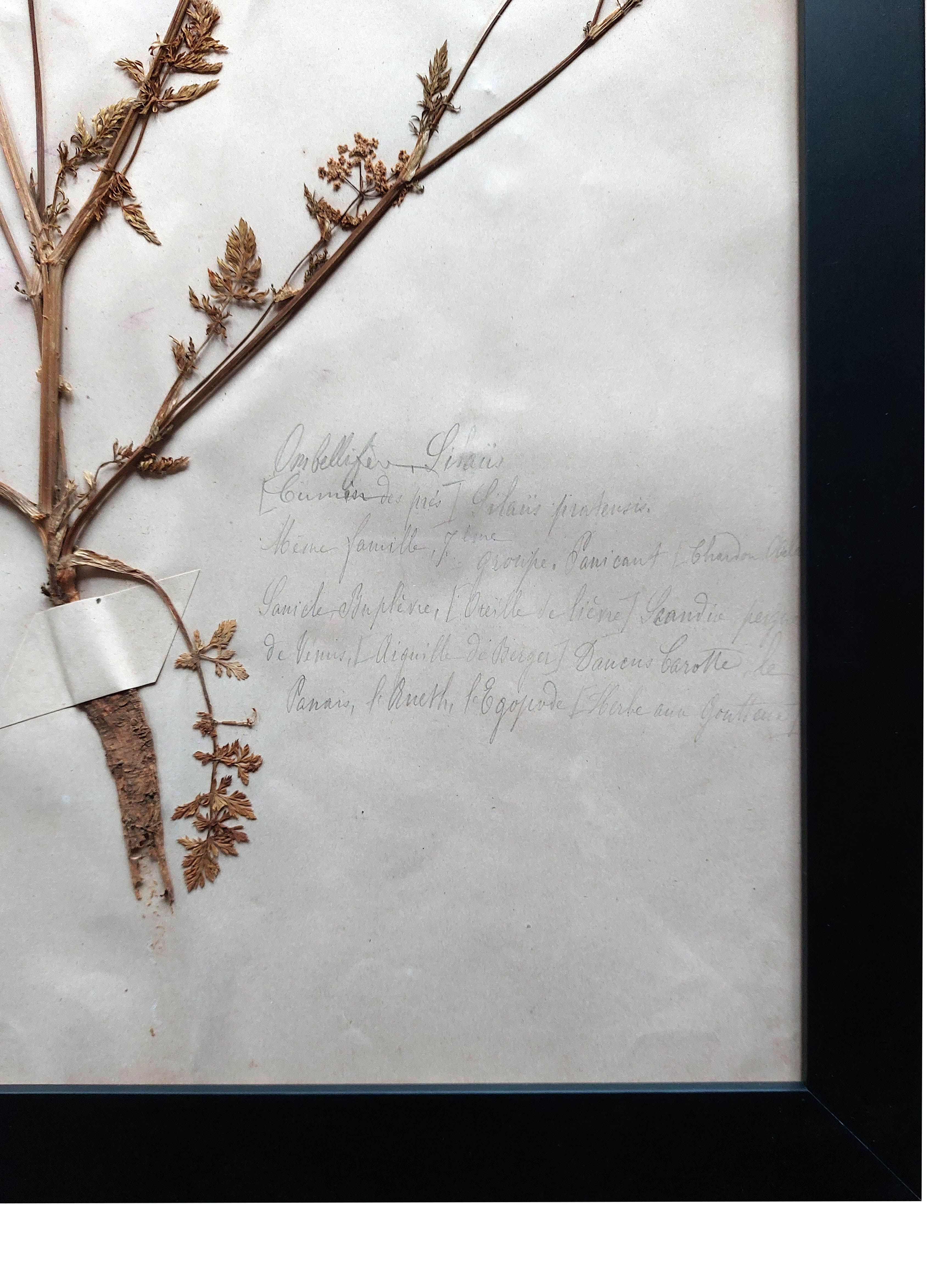 Old Herbarium 1894 four framed plates