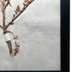 Old Herbarium 1894 four framed plates