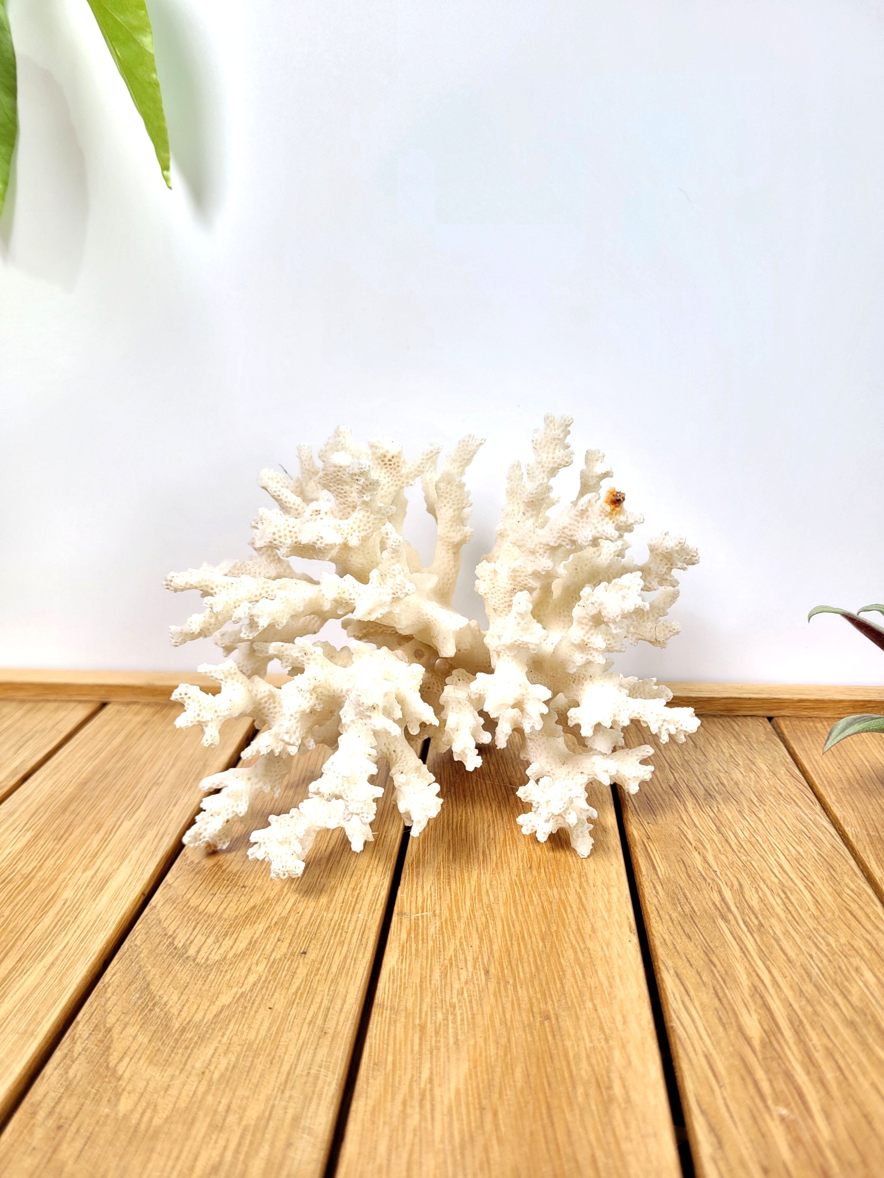 White coral 14cm