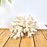 White coral 14cm