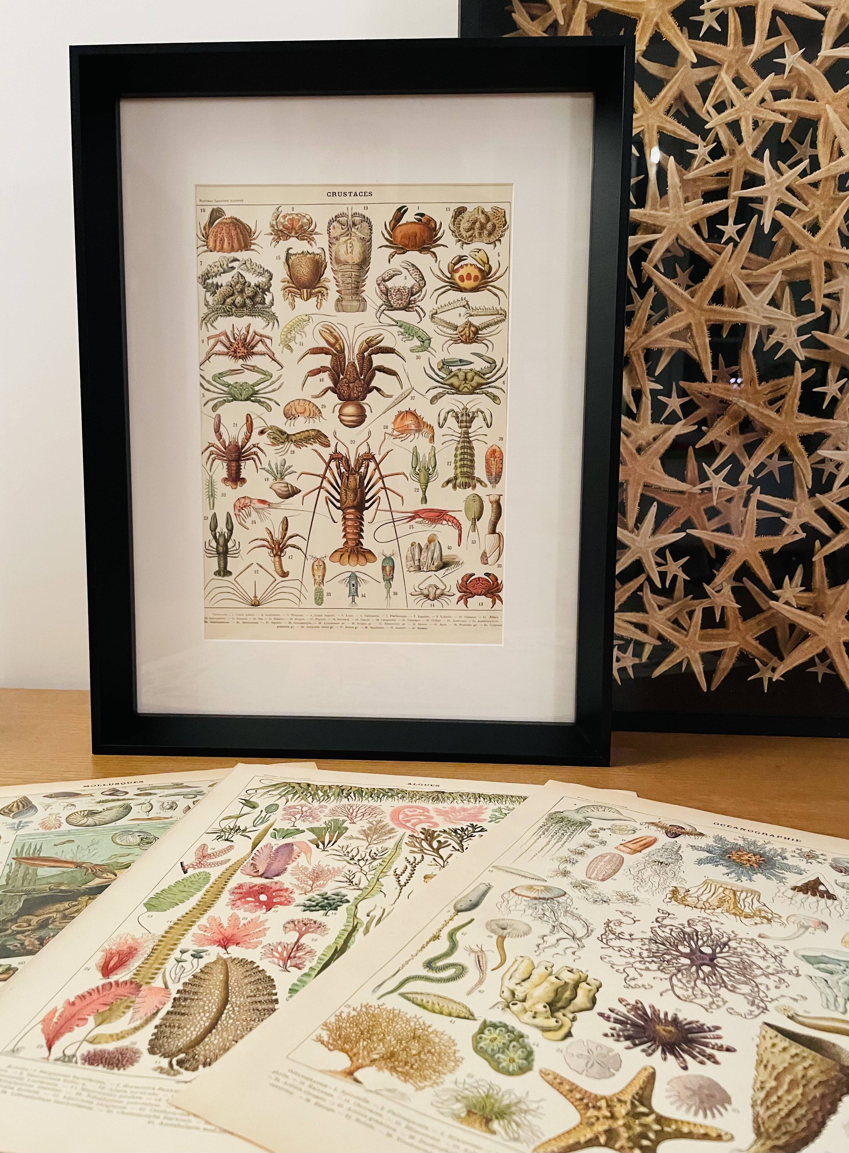 Old illustrated plate on gastropod molluscs - 1920