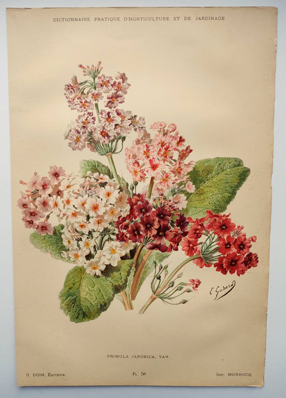 Botanical engraving from 1897 - Japanese primrose - original old flower plate by E.Godard