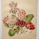 Botanical engraving from 1897 - Japanese primrose - original old flower plate by E.Godard