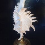 Cabinet of Curiosities 34cm shell on bronze base