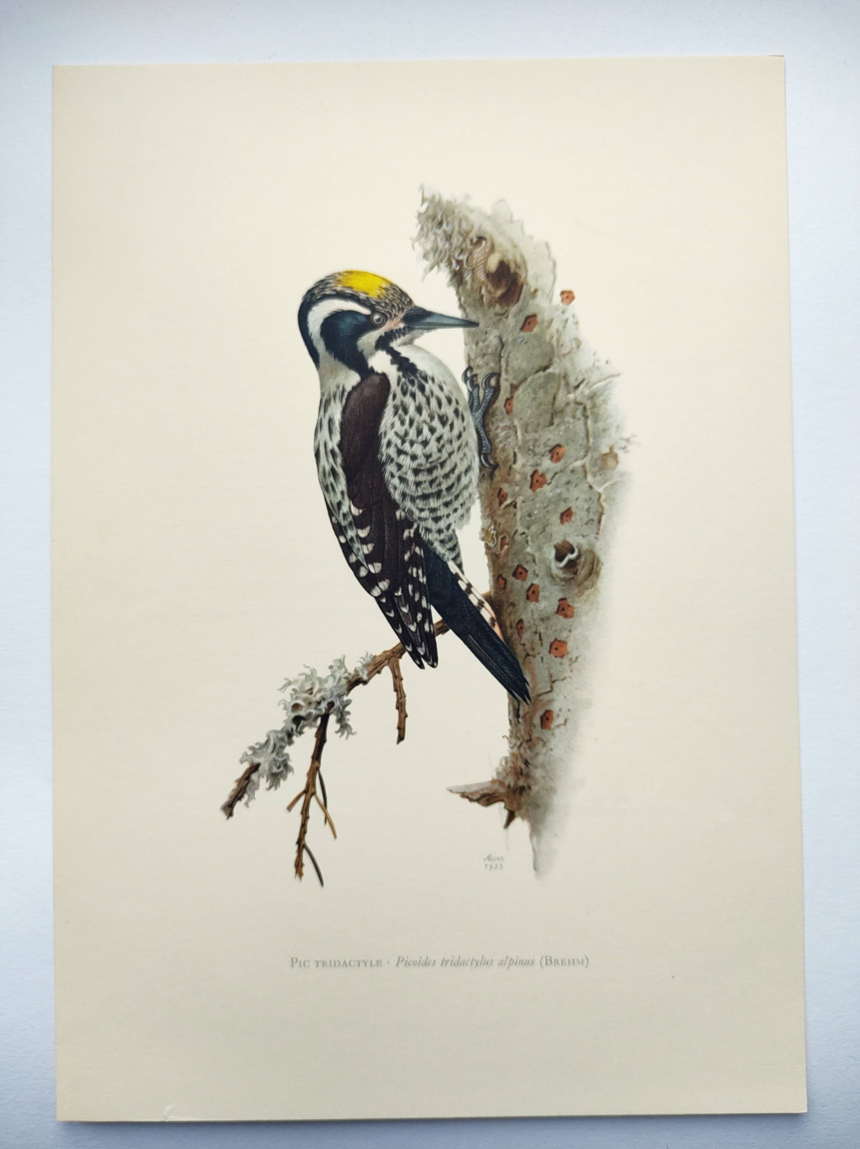 Old bird plate from the 1960s - Three-toed Woodpecker - Nature illustration
