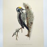 Old bird plate from the 1960s - Three-toed Woodpecker - Nature illustration