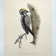 Planche ancienne oiseaux Années 1960 - Pic Tridactyle - Illustration nature