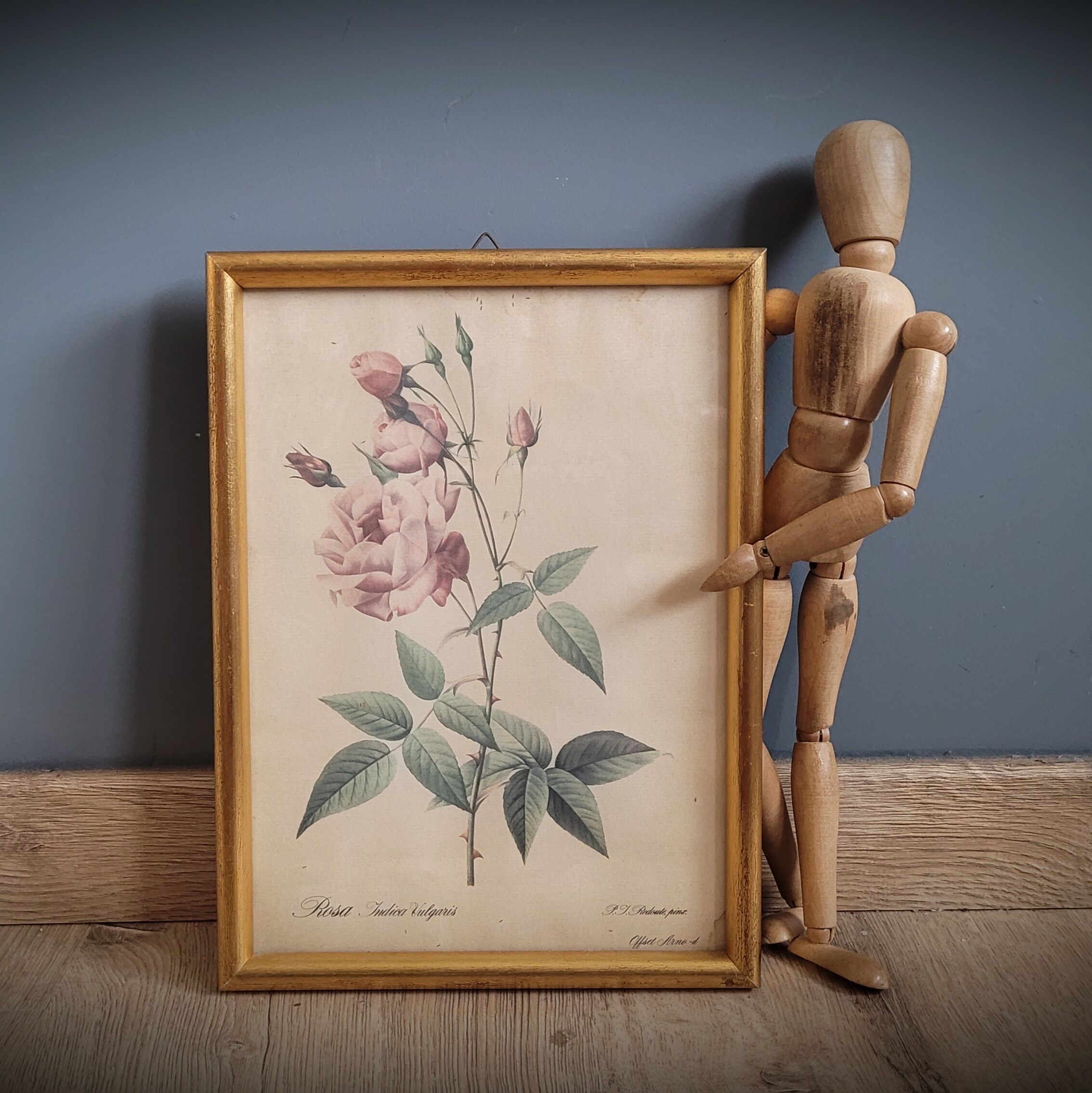 Indica Vulgaris rose lithograph frame