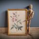 Indica Vulgaris rose lithograph frame