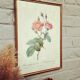 Dreaded PJ Frame - The Hundred Leaves Anemone