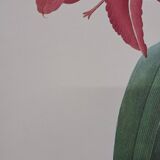 Amaryllis brésilienne