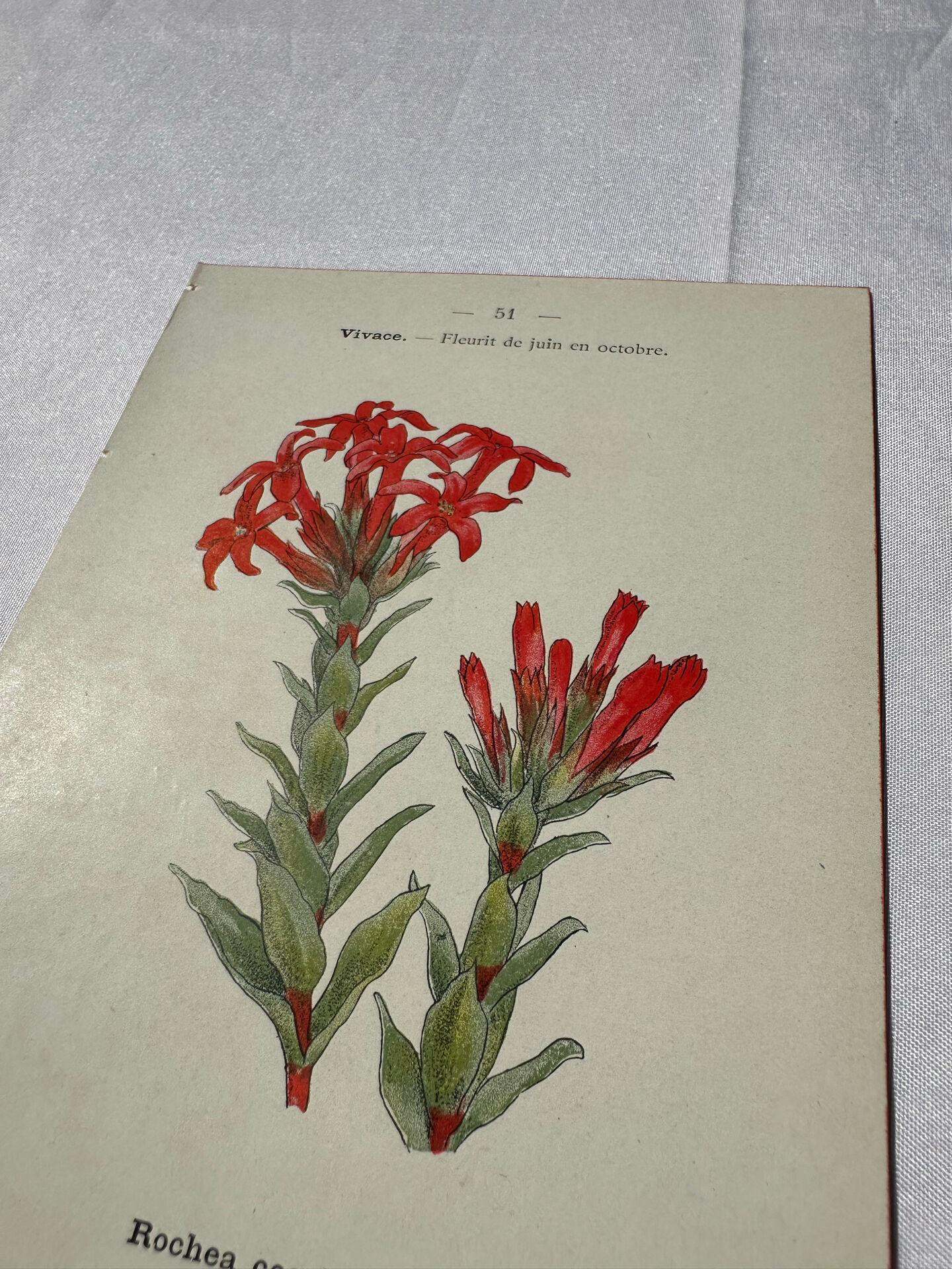 Botanical lithograph French flower double-sided naturalist