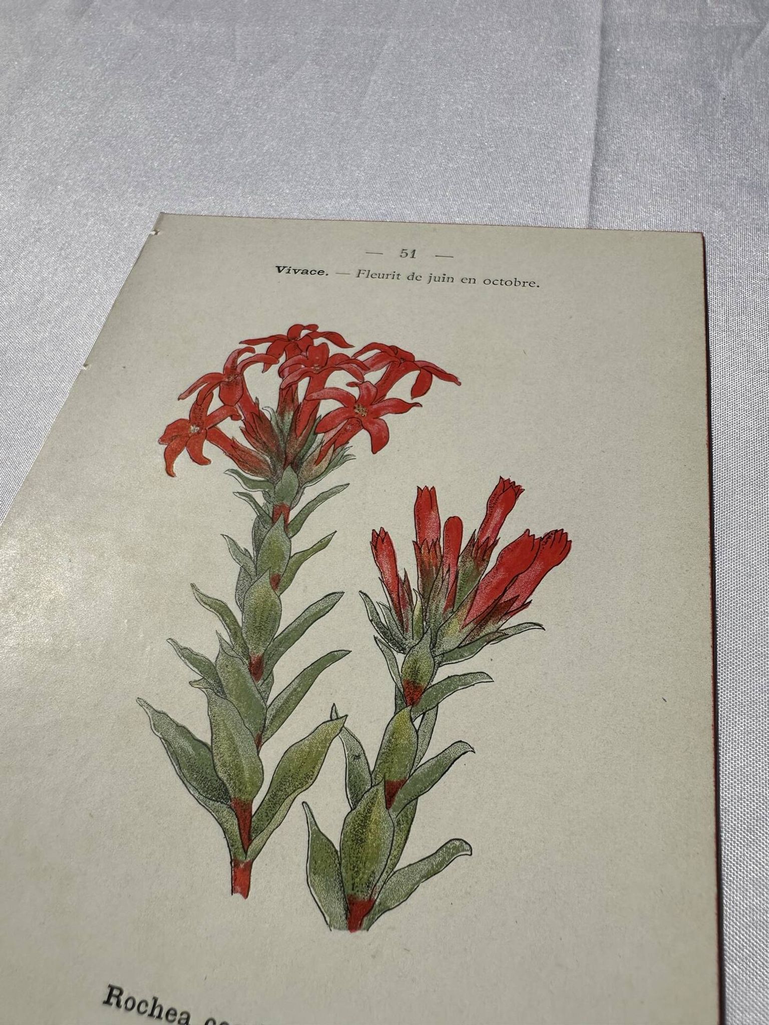 Botanical lithograph French flower double-sided naturalist