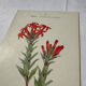 Botanical lithograph French flower double-sided naturalist