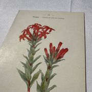 Botanical lithograph French flower double-sided naturalist
