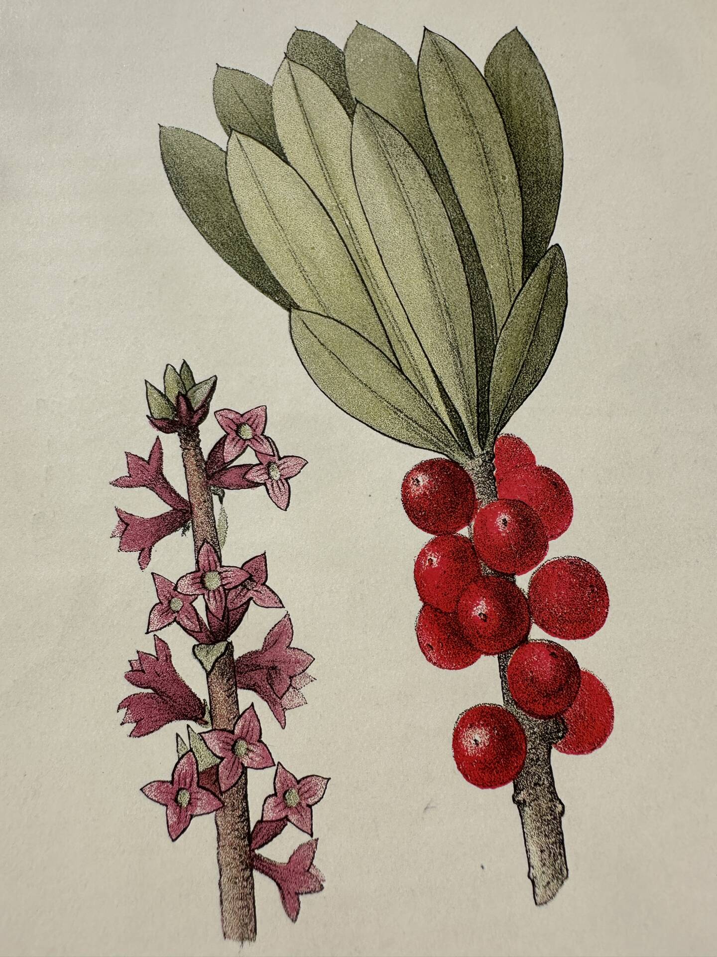 Botanical Plate 1800 Old Naturalist Engraving 19th Century Double-Sided