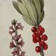 Botanical Plate 1800 Old Naturalist Engraving 19th Century Double-Sided
