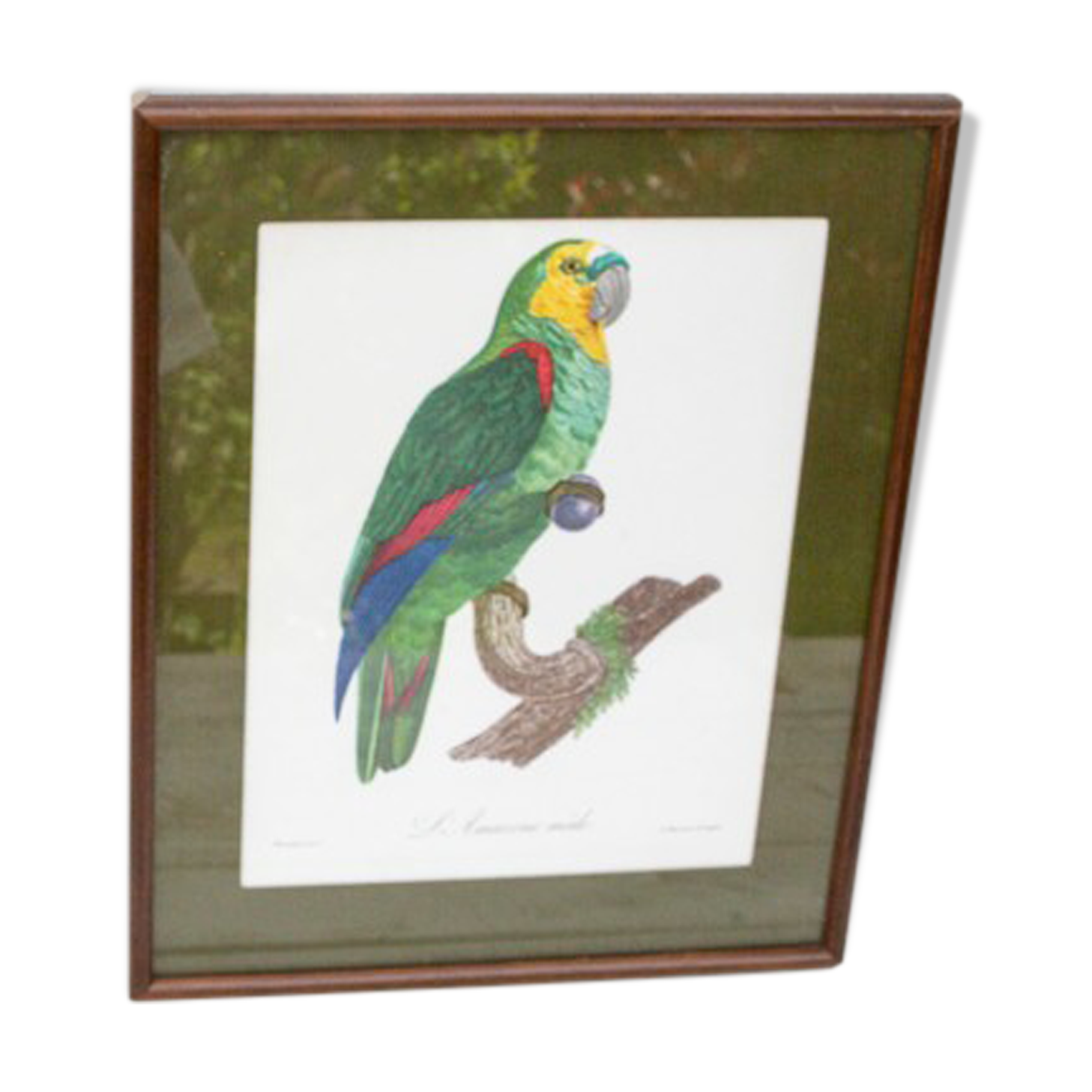 Engraving oiseua parrot the amazon male jacques barraband