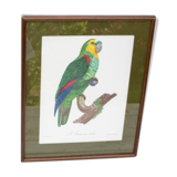 Engraving oiseua parrot the amazon male jacques barraband