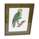 Engraving oiseua parrot the amazon male jacques barraband