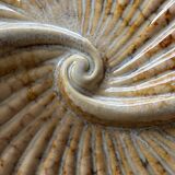 Ceramic shell-shaped trinket tray