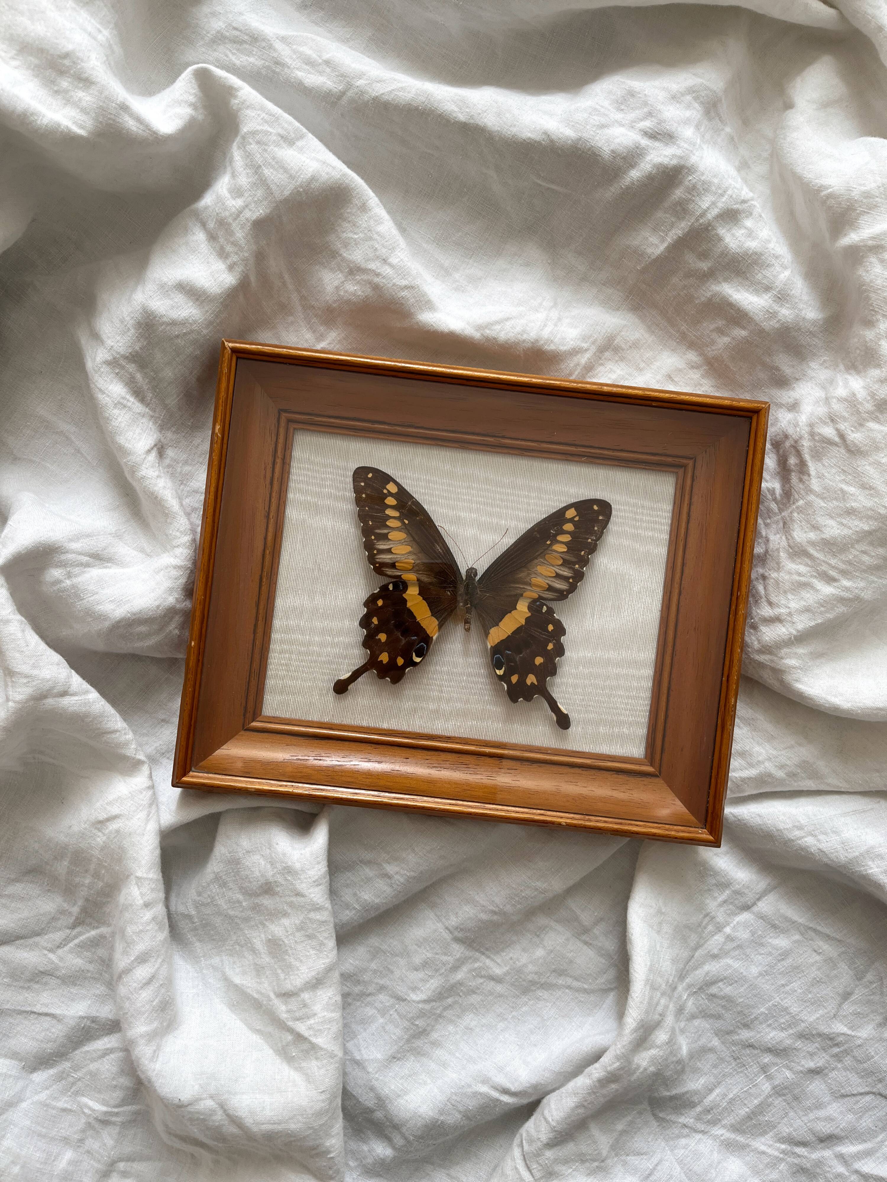 Vintage naturalized butterfly frame cabinet of curiosities