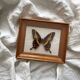 Vintage naturalized butterfly frame cabinet of curiosities