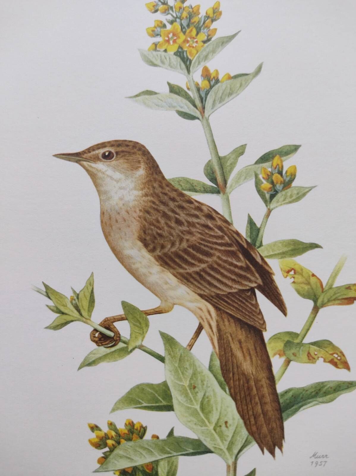 Bird board from the 60s - Locustelle Tachat - Vintage zoological illustration