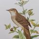 Bird board from the 60s - Locustelle Tachat - Vintage zoological illustration