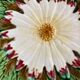 1 plate Marguerite in majolica/slip