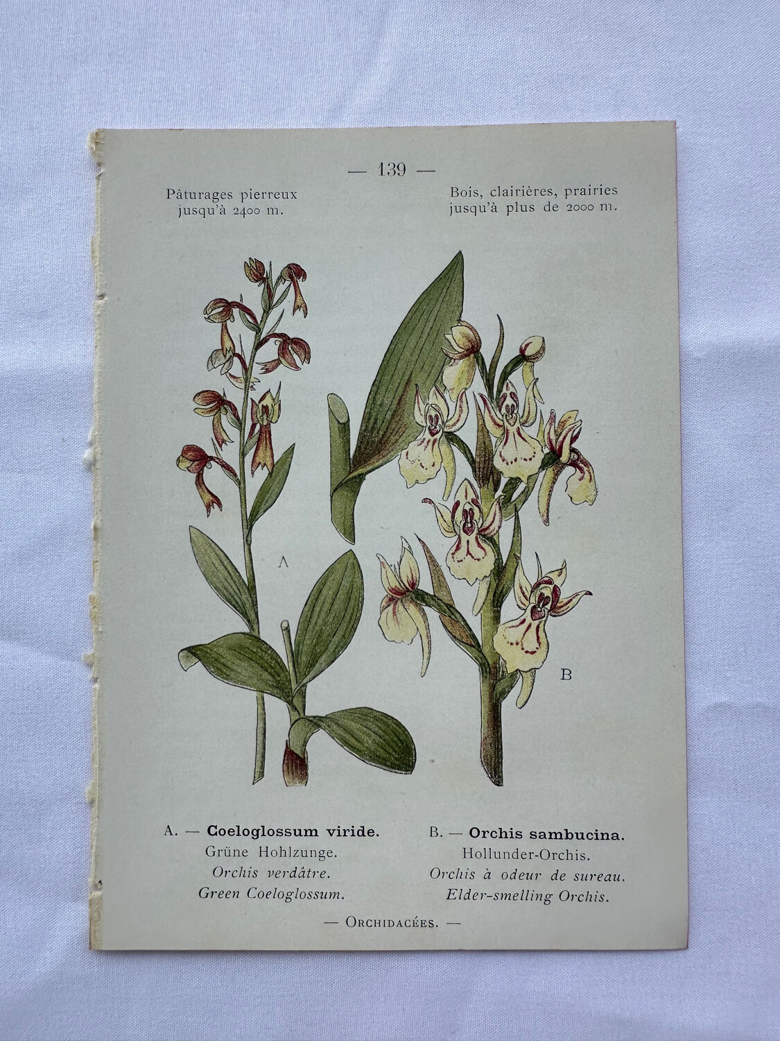 Planche botanique ancienne gravure plante 18e double face