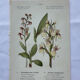 Planche botanique ancienne gravure plante 18e double face