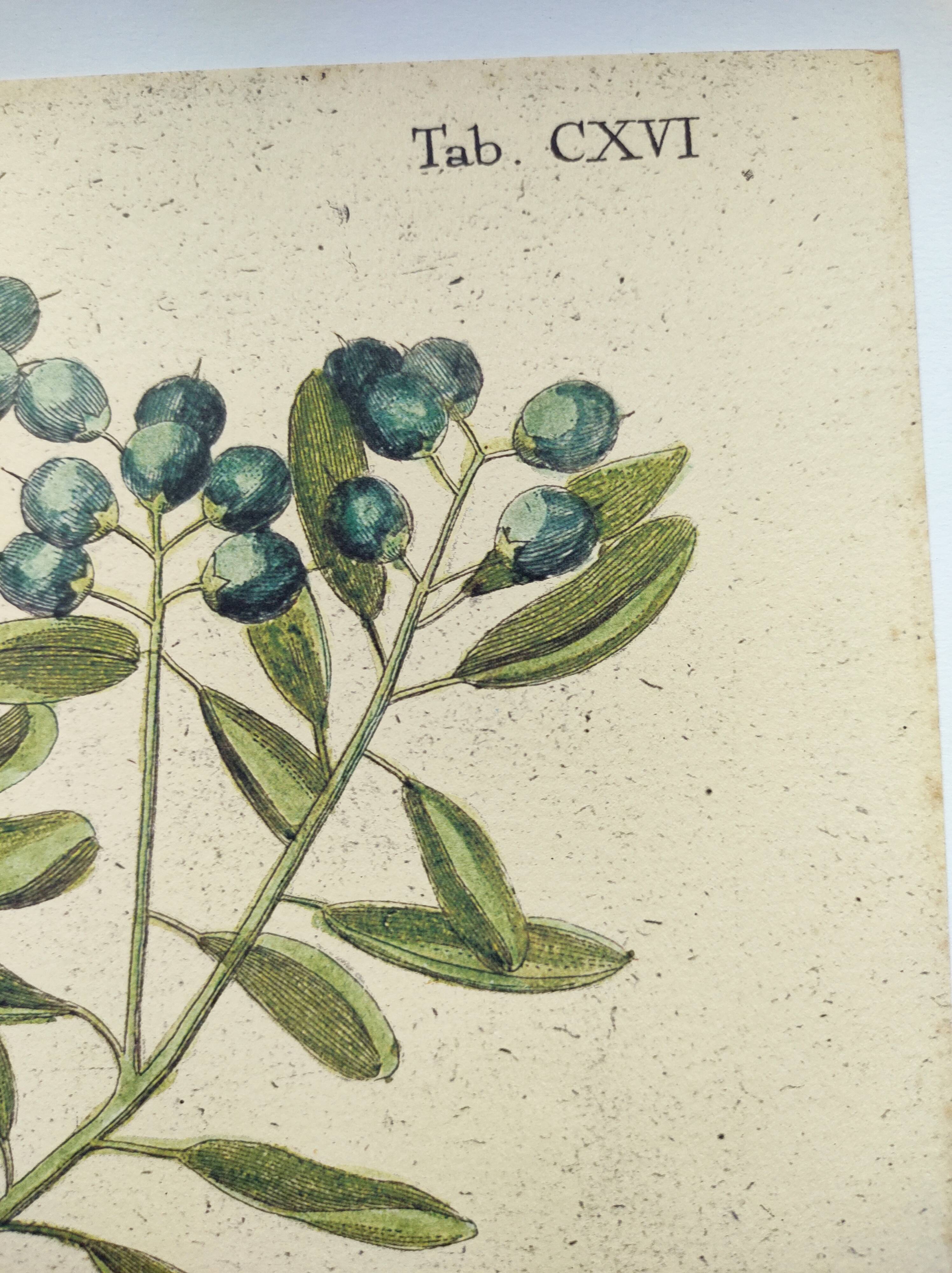 Antique bird engraving - Brown Duck - Seligmann plate nature image