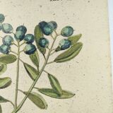 Antique bird engraving - Brown Duck - Seligmann plate nature image