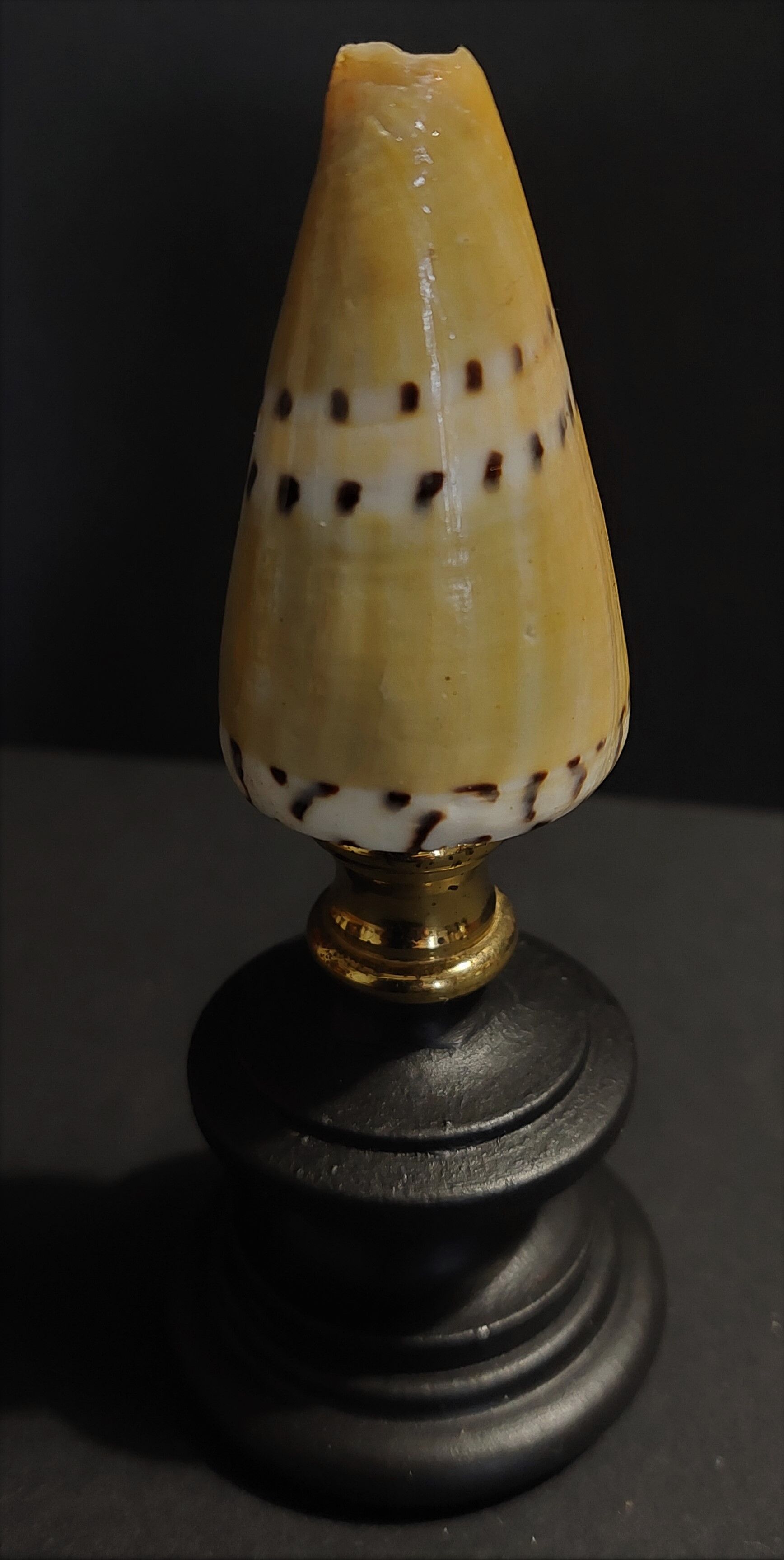 Shell conus mustelinus on base