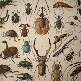 Lithograph of insects - 1900