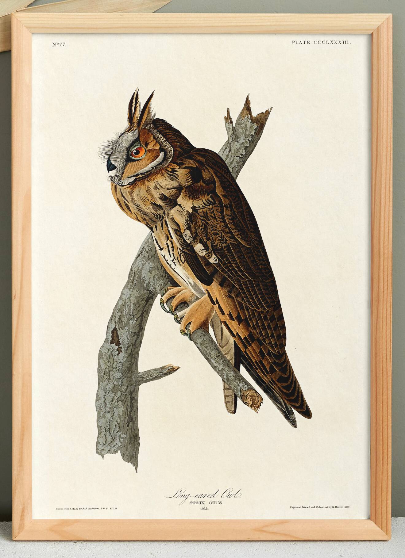Poster about the Long-eared Owl, based on an old engraving from 1827.