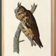 Poster about the Long-eared Owl, based on an old engraving from 1827.
