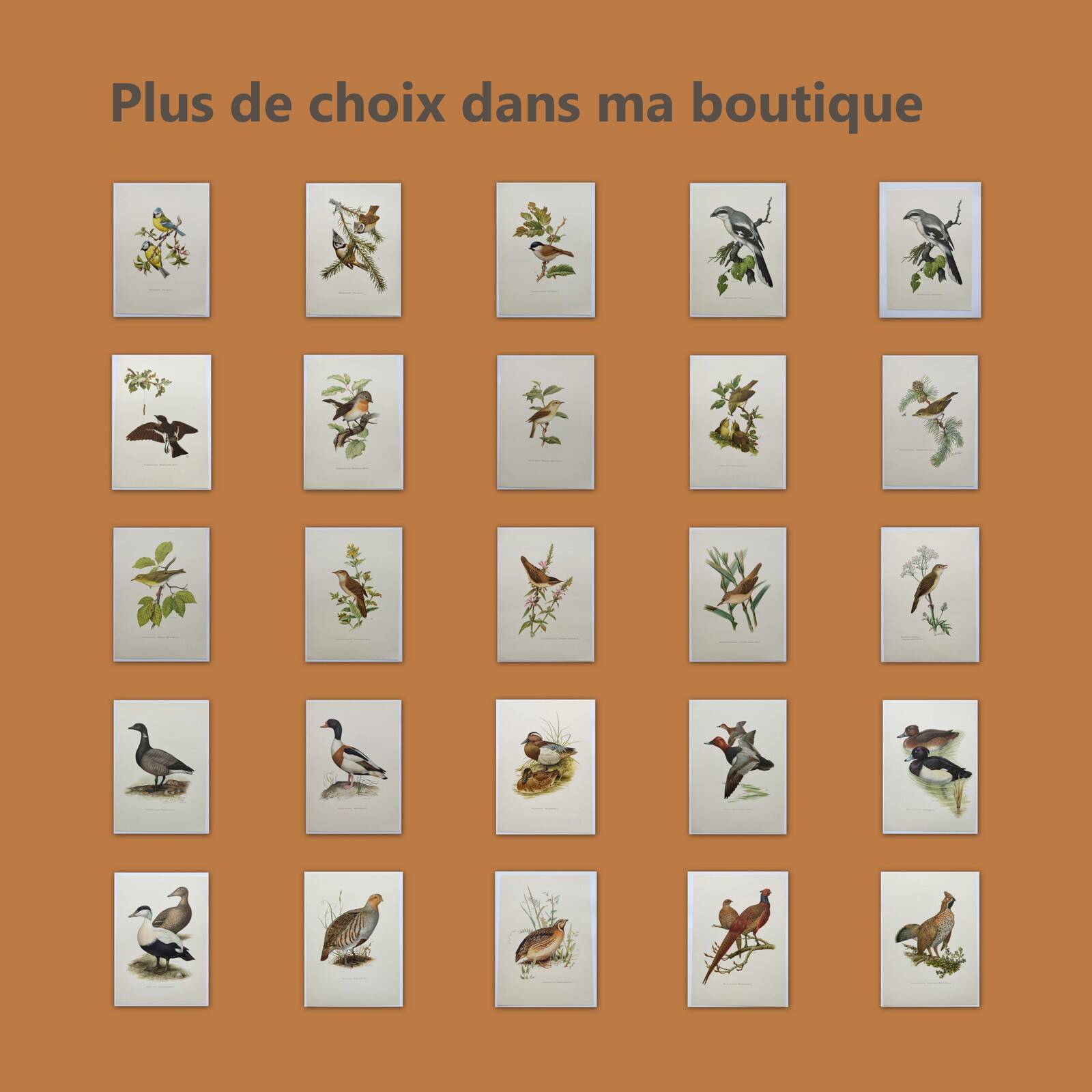 Planche oiseaux Années 1960 - Marouette Poussin - Illustration zoologique et ornithologique vintage