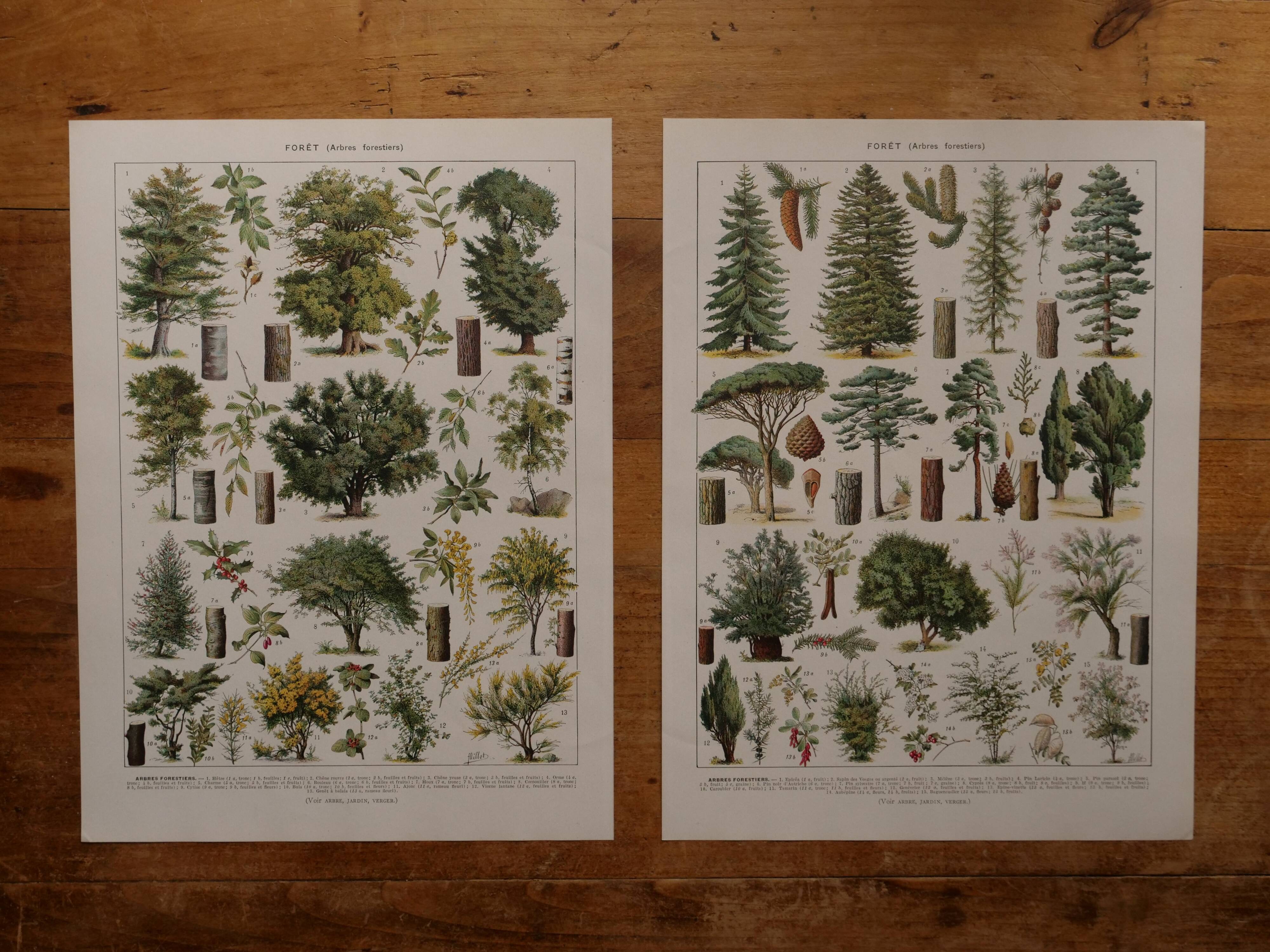 Set of 5 lithographs on trees, forest and orchard (reserved)