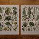 Set of 5 lithographs on trees, forest and orchard (reserved)
