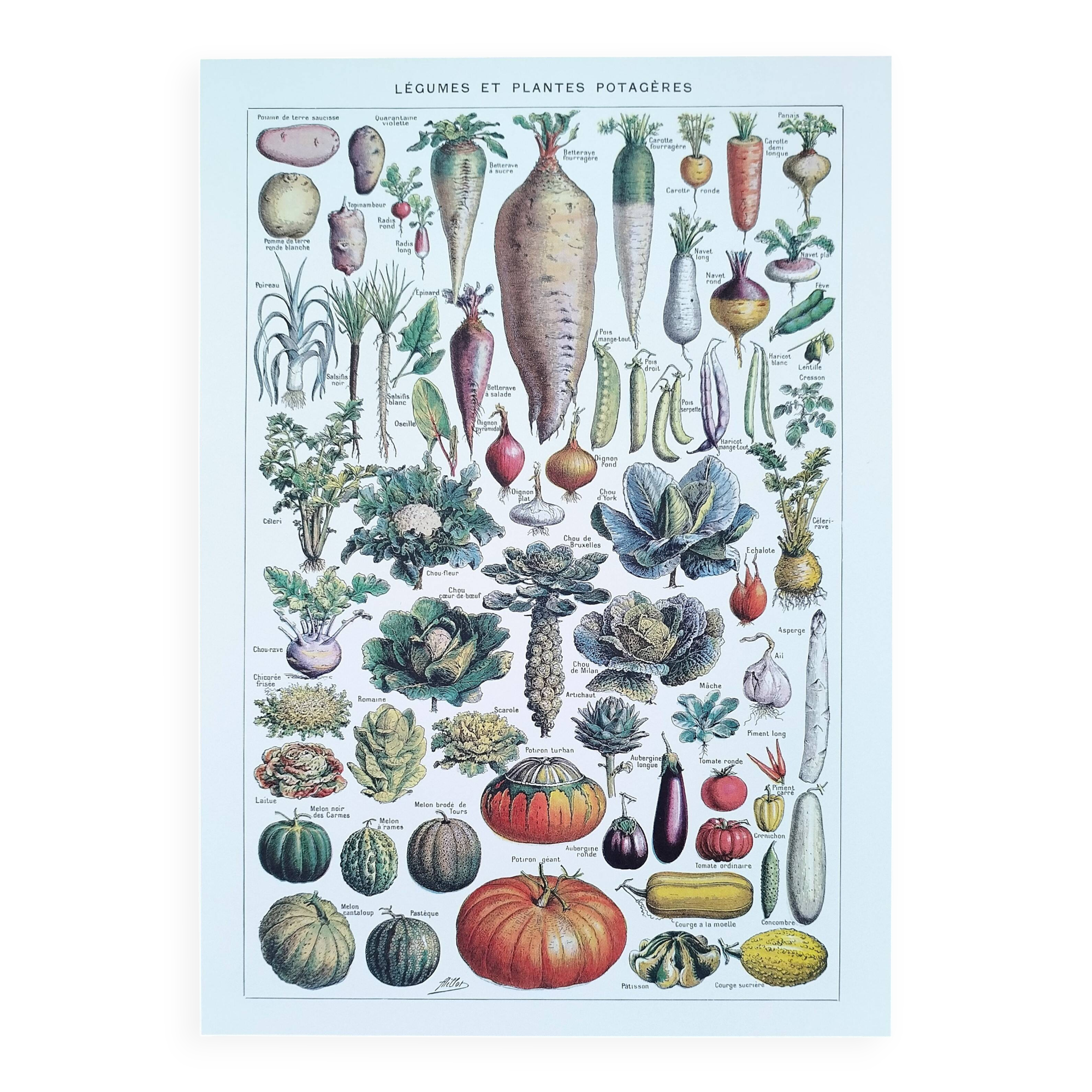 Poster about vegetables and lithograph about mushrooms