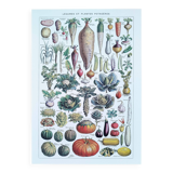 Poster about vegetables and lithograph about mushrooms