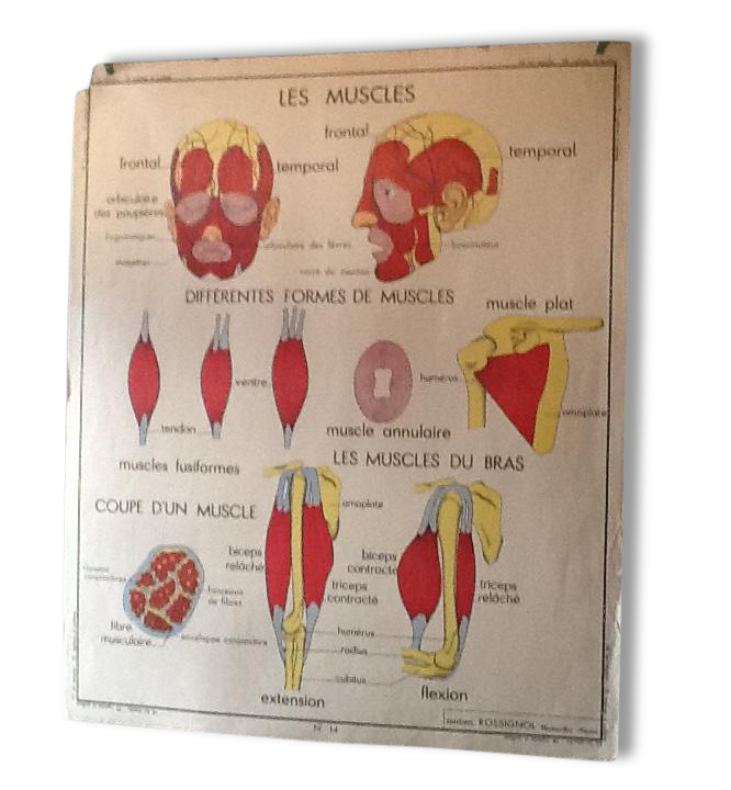 Poster teaching years 60 - muscle / skeletal health