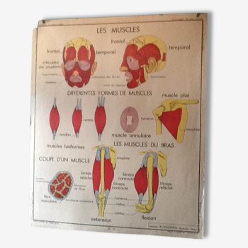 Affiche pédagogique années 60 - les muscles / hygiène du squelette