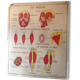 Poster teaching years 60 - muscle / skeletal health